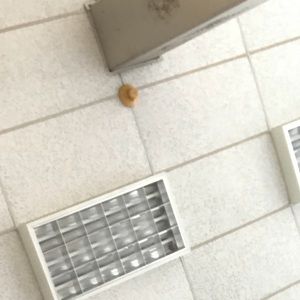 Meet your Posher, Luke